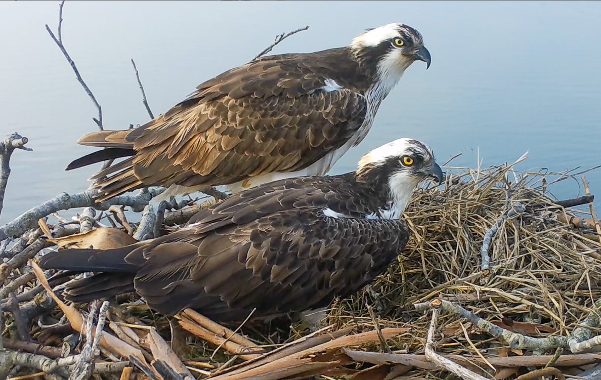 Nacen tres pollos de águila pescadora en la Bahía de Santander Nacen tres pollos de águila pescadora en la Bahía de Santander