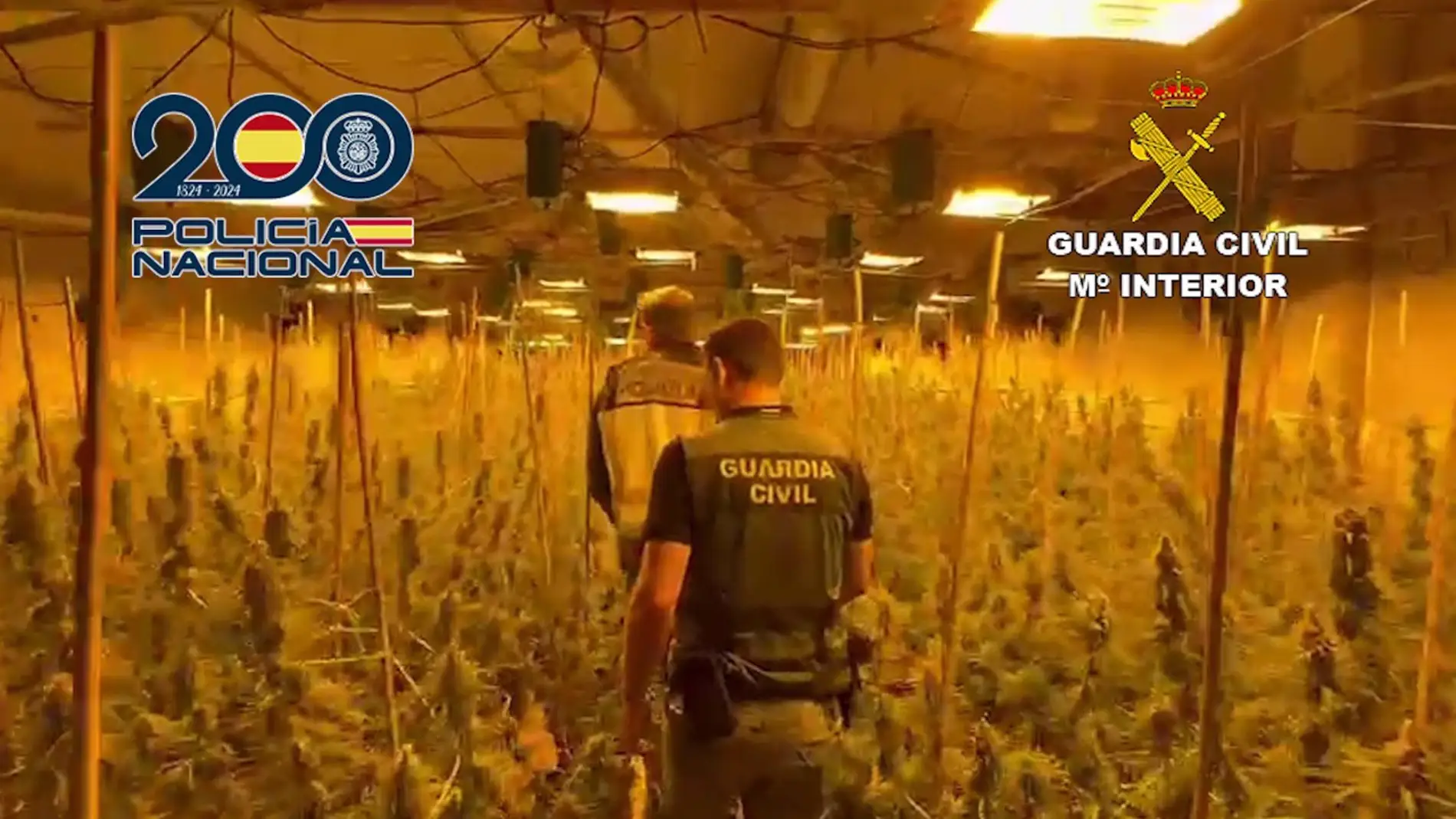Desmantelada una plantación de marihuana en una nave industrial de Llosa de Ranes con 1.000 plantas