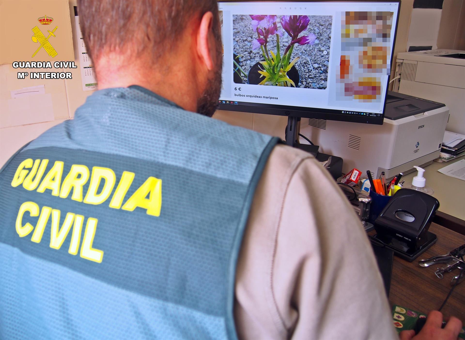 Investigado un vecino de Almendralejo por vender por Internet orquídeas declaradas como especie amenazada Investigado un vecino de Almendralejo por vender por Internet orquídeas declaradas como especie amenazada