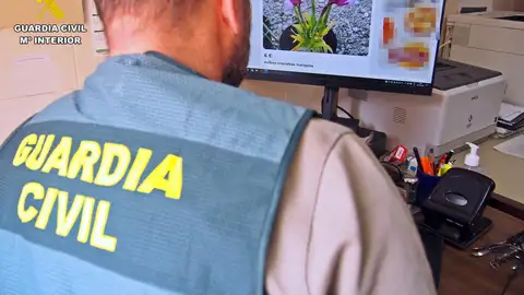 Investigado un vecino de Almendralejo por vender por Internet orquídeas declaradas como especie amenazada Investigado un vecino de Almendralejo por vender por Internet orquídeas declaradas como especie amenazada