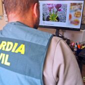 Investigado un vecino de Almendralejo por vender por Internet orquídeas declaradas como especie amenazada