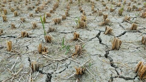 El sur de Europa se ve m&aacute;s afectado por el calor, la sequ&iacute;a y la inseguridad alimentaria