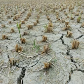 El sur de Europa se ve más afectado por el calor, la sequía y la inseguridad alimentaria El sur de Europa se ve más afectado por el calor, la sequía y la inseguridad alimentaria