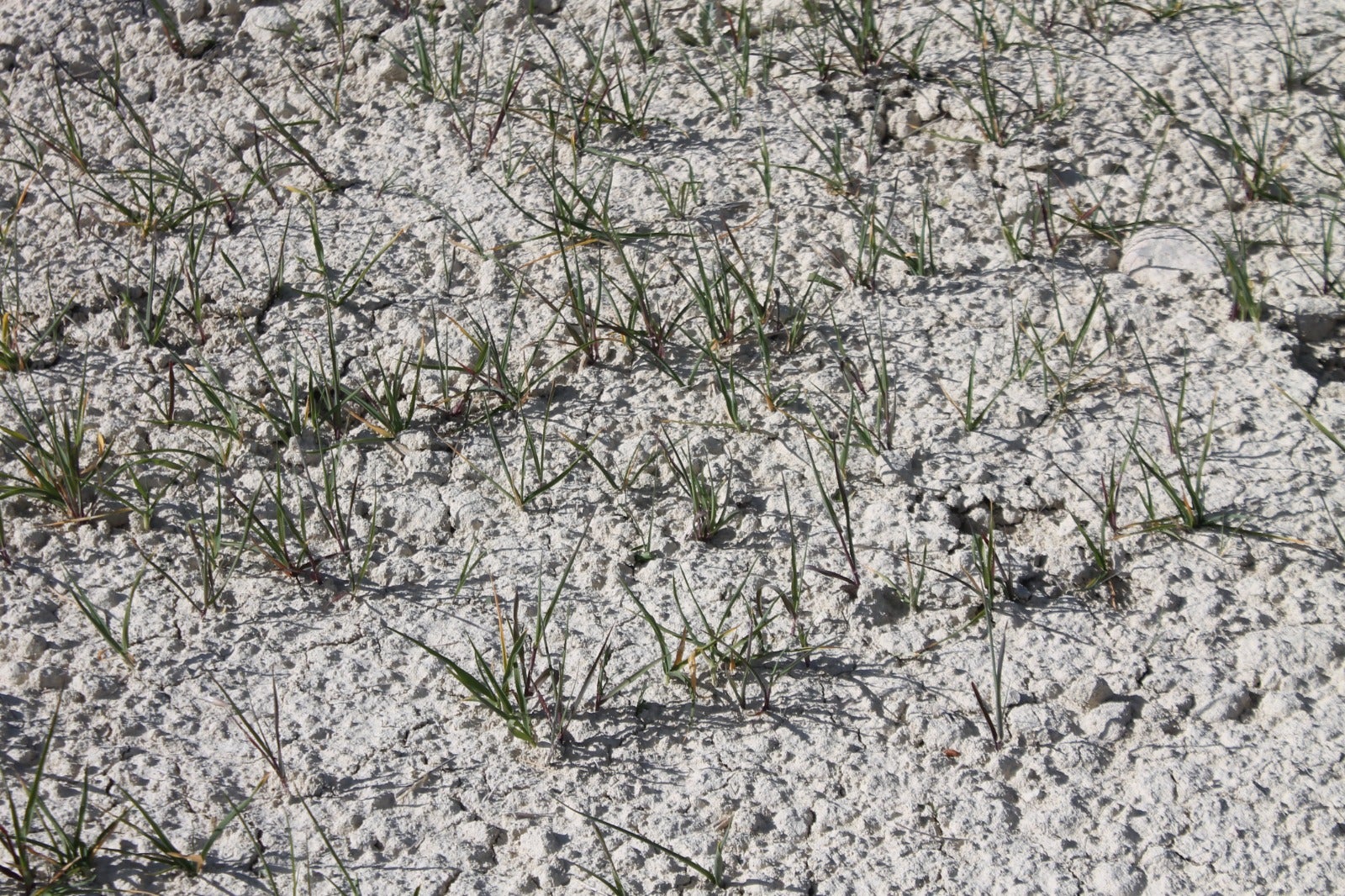 El campo de Alicante se seca con pérdidas millonarias en los cereales y el moscatel de secano El campo de Alicante se seca con pérdidas millonarias en los cereales y el moscatel de secano