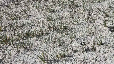 La cosecha de cereal de secano malograda en Alicante La cosecha de cereal de secano malograda en Alicante