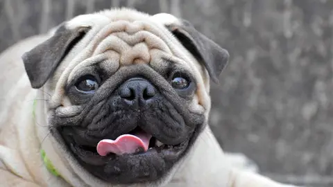 Perro braquicéfalo Perro braquicéfalo