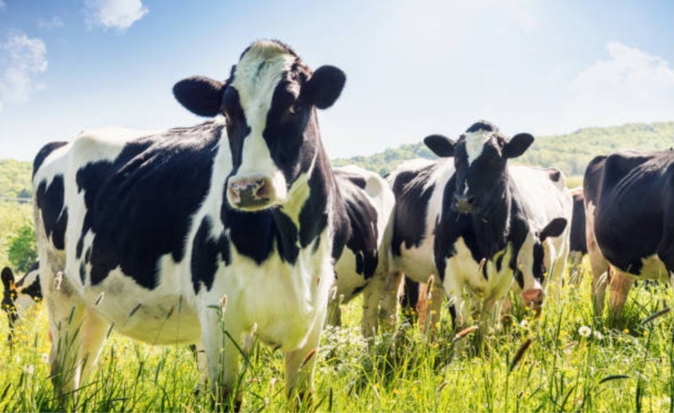 Agromuralla denuncia nuevos descensos del precio de la leche Agromuralla denuncia nuevos descensos del precio de la leche