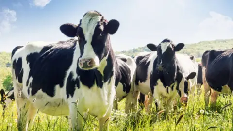 Agromuralla denuncia nuevos descensos del precio de la leche onda cero