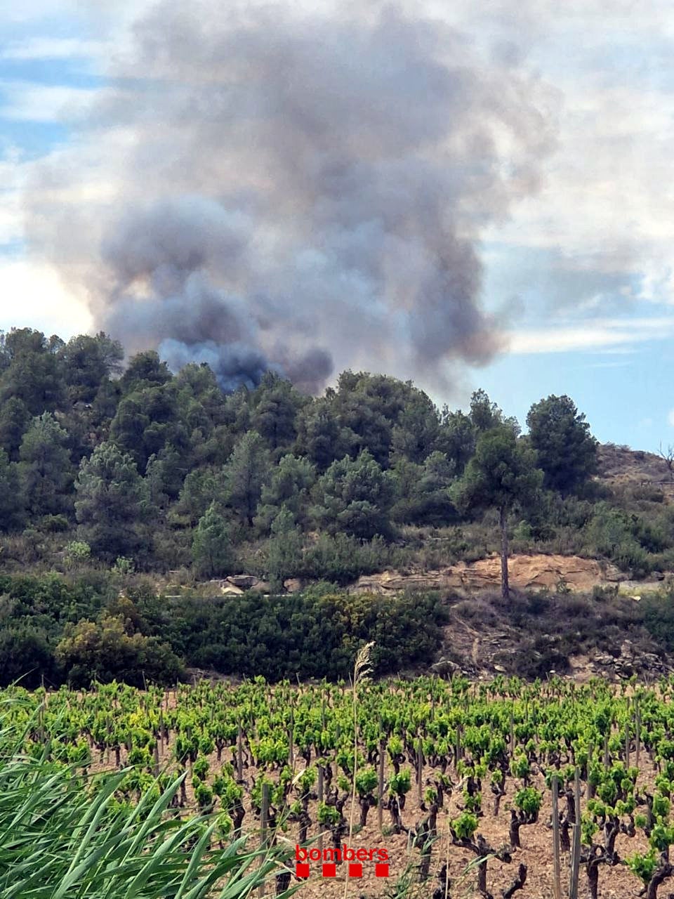 Marc Castellnou, expert en incendis forestals: "Els boscos catalans no estan adaptats al nostre clima actual" Marc Castellnou, expert en incendis forestals: "Els boscos catalans no estan adaptats al nostre clima actual"