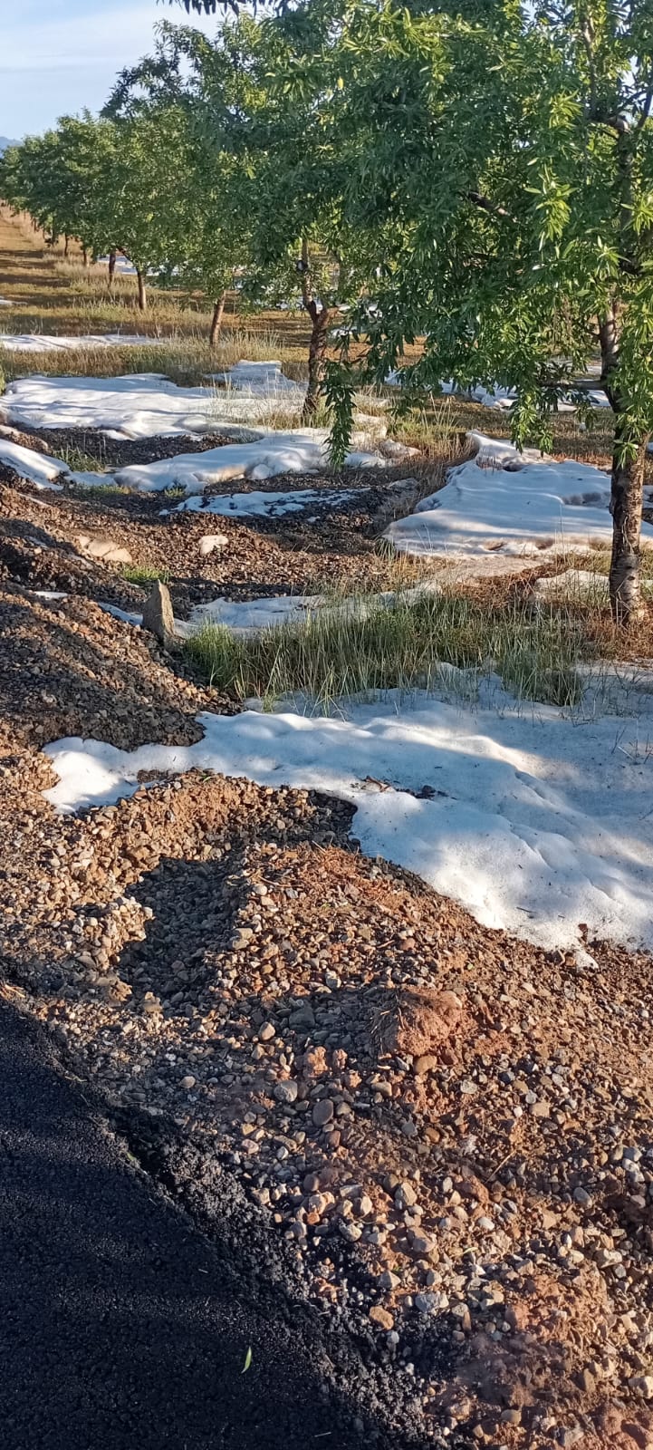 La piedra golpea los cultivos, importante granizada en Corera, Ausejo y Alcanadre La piedra golpea los cultivos, importante granizada en Corera, Ausejo y Alcanadre