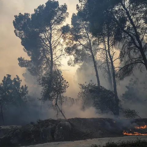 Una zona afectada por el fuego en Montitxelvo
