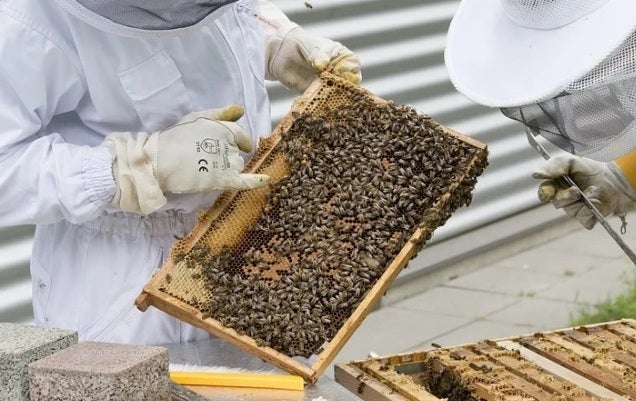 Los apicultores muestran su preocupación por las continuos obstáculos que sufren para desarrollar esta tradicional labor Los apicultores muestran su preocupación por las continuos obstáculos que sufren para desarrollar esta tradicional labor