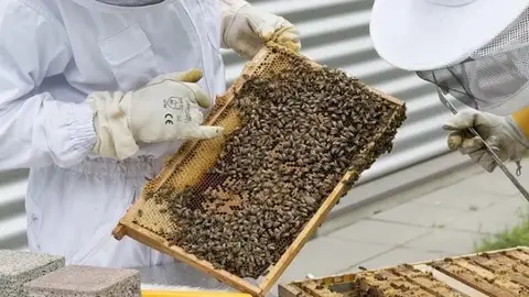 Los apicultores muestran su preocupación por las continuos obstáculos que sufre el sector para desarrollar esta tradicional labor Los apicultores muestran su preocupación por las continuos obstáculos que sufre el sector para desarrollar esta tradicional labor