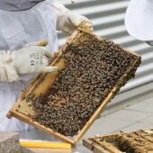 Los apicultores muestran su preocupación por las continuos obstáculos que sufre el sector para desarrollar esta tradicional labor 