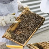 Los apicultores muestran su preocupación por las continuos obstáculos que sufre el sector para desarrollar esta tradicional labor Los apicultores muestran su preocupación por las continuos obstáculos que sufre el sector para desarrollar esta tradicional labor