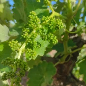 Vid a punto de florecer. DO Valdepeñas Vid a punto de florecer. DO Valdepeñas