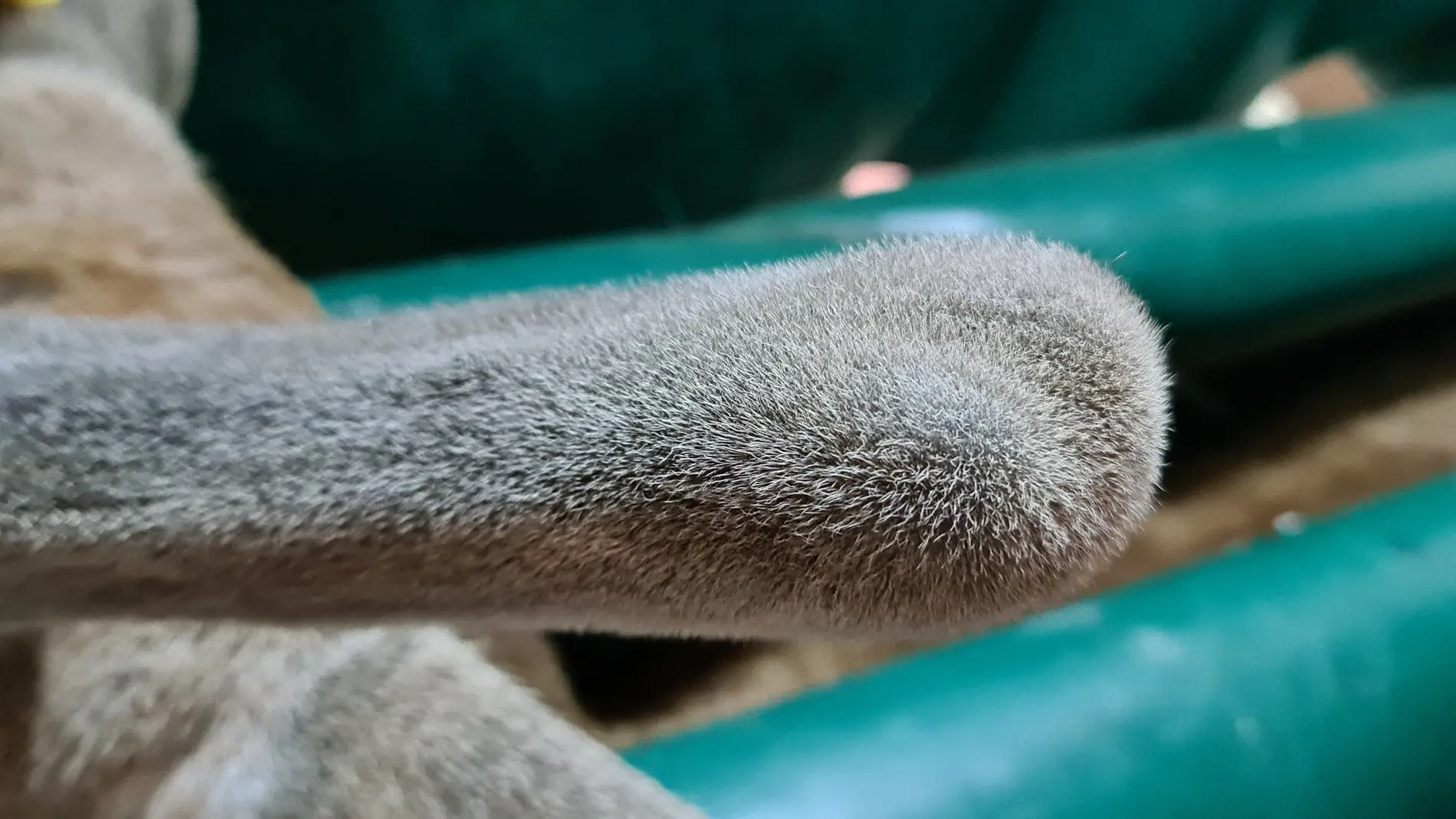 Un estudio coordinado por UCLM revela que el extracto de cuerna de ciervo en crecimiento es un anticancerígeno general Un estudio coordinado por UCLM revela que el extracto de cuerna de ciervo en crecimiento es un anticancerígeno general