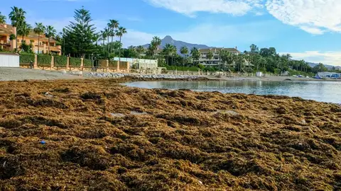 ALGA INVASORA ALGA INVASORA