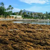 ALGA INVASORA ALGA INVASORA