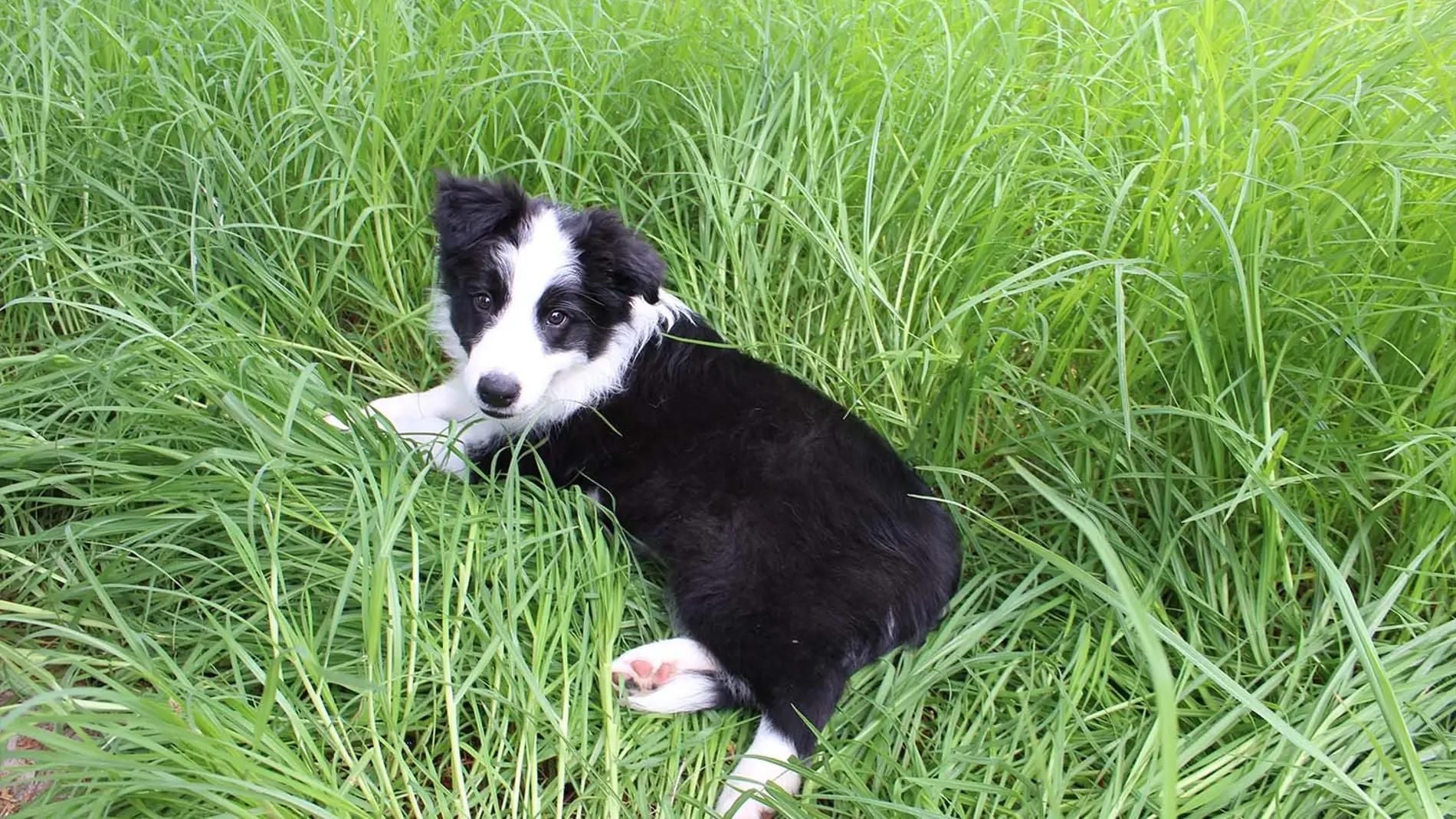Desarticulan en Bizkaia una organización que estafó más de 150.000 euros vendiendo cachorros y móviles Desarticulan en Bizkaia una organización que estafó más de 150.000 euros vendiendo cachorros y móviles