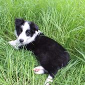 Cachorro Border Collie 