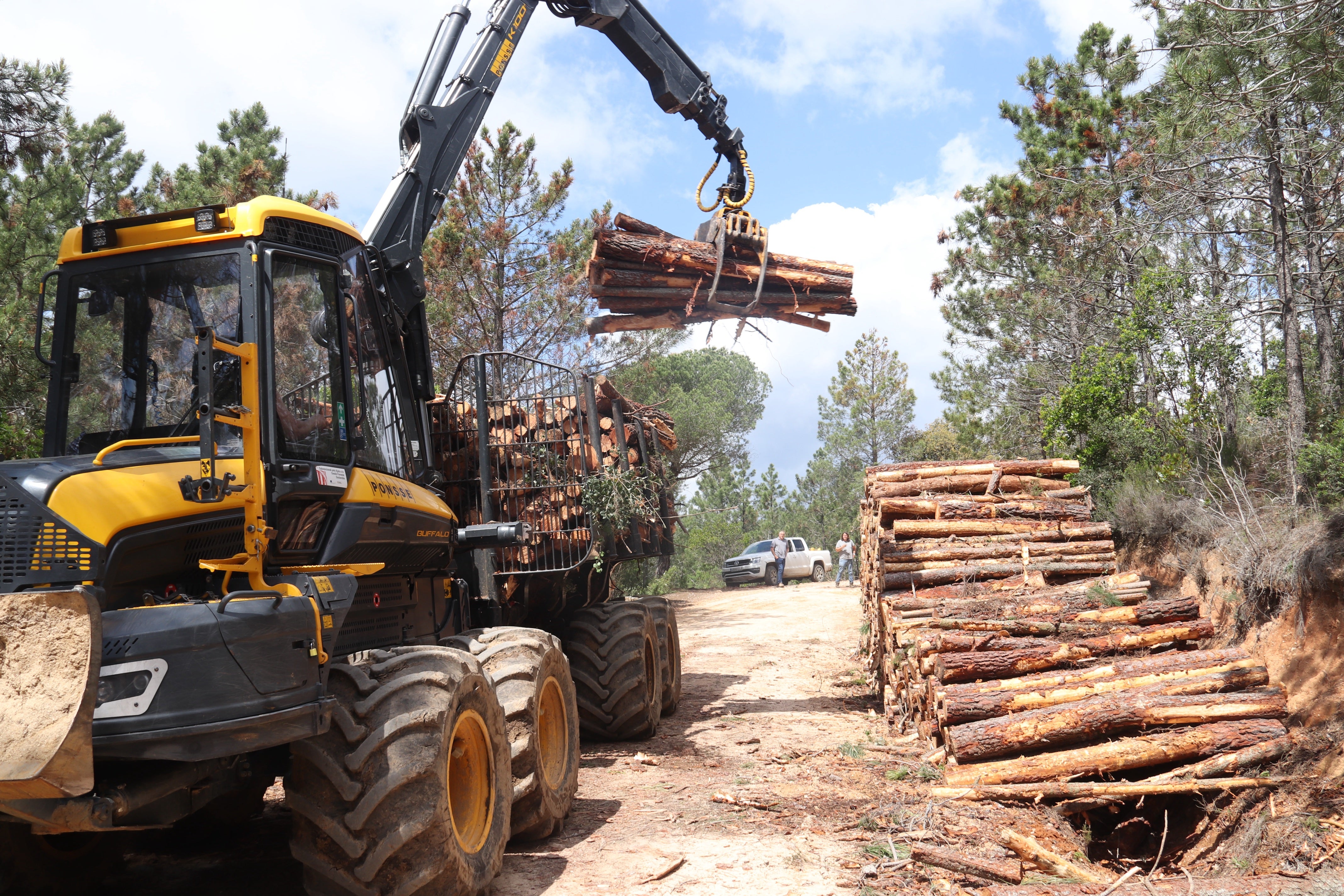 Les pluges han donat un respir als boscos catalans Les pluges han donat un respir als boscos catalans