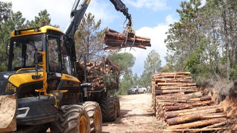 Una m&agrave;quina retira troncs d'un bosc de Santa Coloma de Farners.