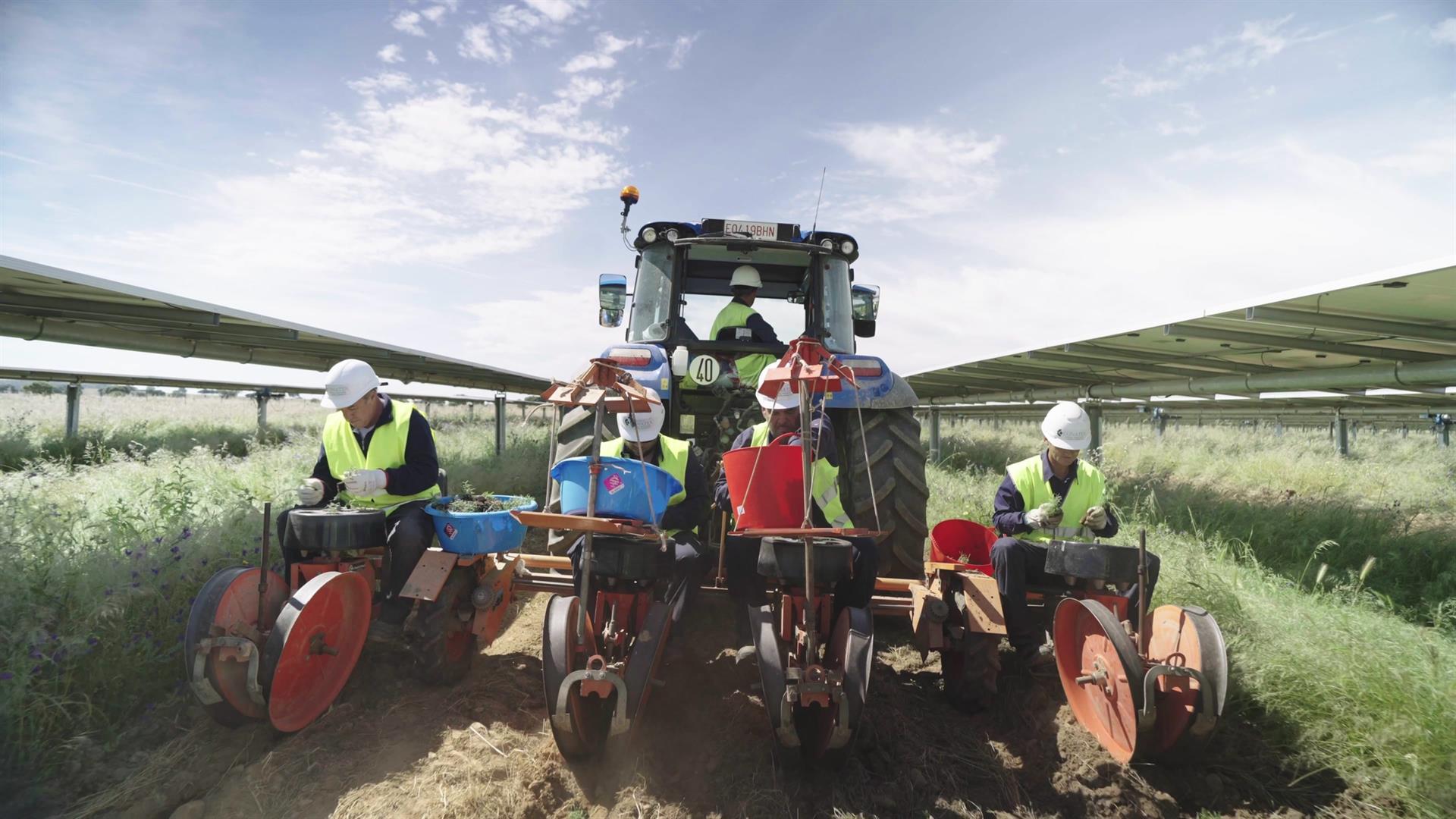 La planta solar de Endesa en Logrosán consigue ser la primera del país con permiso para sembrar aromáticas entre paneles La planta solar de Endesa en Logrosán consigue ser la primera del país con permiso para sembrar aromáticas entre paneles