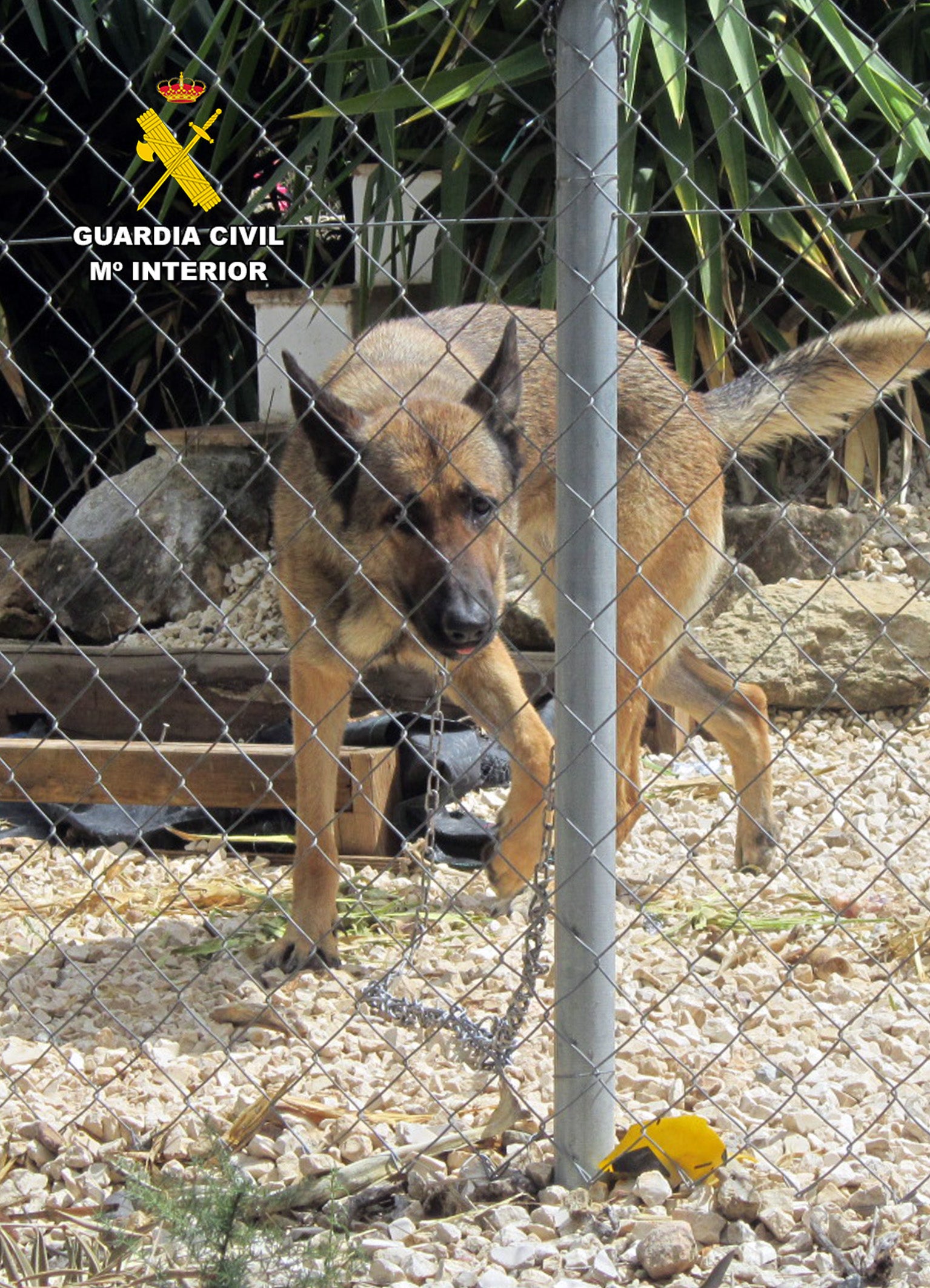 La Guardia Civil investiga a dos vecinos de Calasparra por golpear con gran ensañamiento a un perro que terminó tendido inmóvil en el suelo La Guardia Civil investiga a dos vecinos de Calasparra por golpear con gran ensañamiento a un perro que terminó tendido inmóvil en el suelo