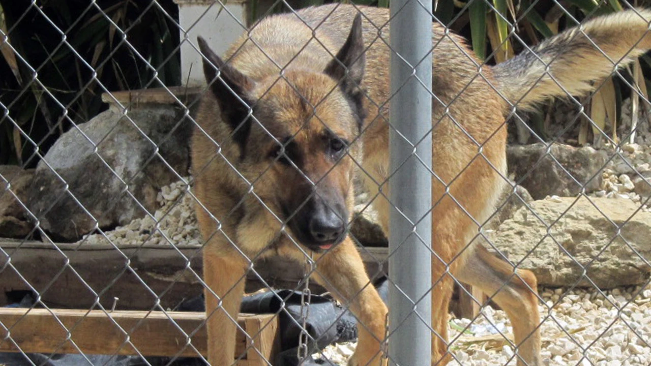 perro recibe una paliza en Calasparra