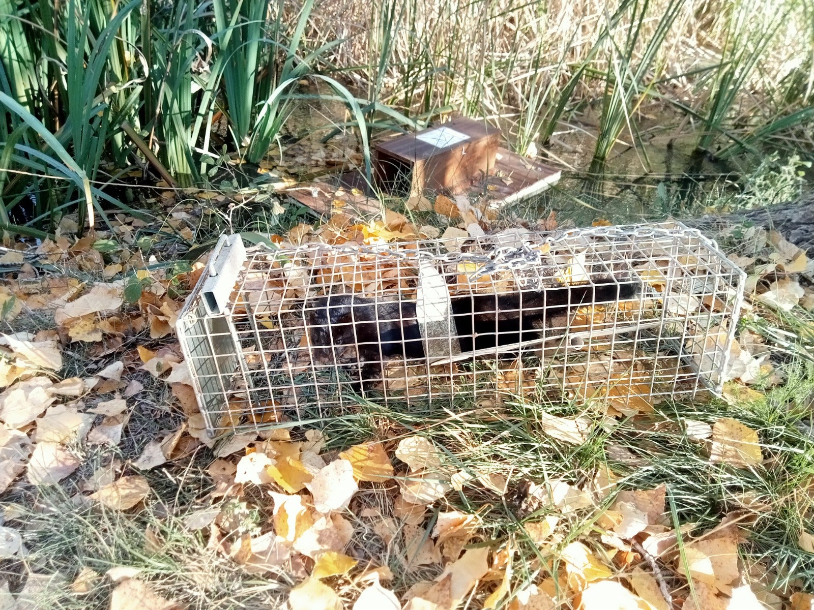 La Generalitat captura visones americanos en el Río Palancia para regular su población La Generalitat captura visones americanos en el Río Palancia para regular su población