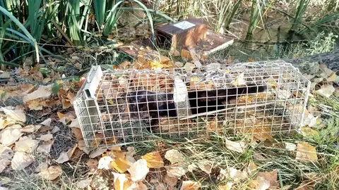 Una de las capturas de visones americanos llevadas a cabo por la Conselleria de Medio Ambiente y Territorio Una de las capturas de visones americanos llevadas a cabo por la Conselleria de Medio Ambiente y Territorio