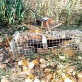 Una de las capturas de visones americanos llevadas a cabo por la Conselleria de Medio Ambiente y Territorio