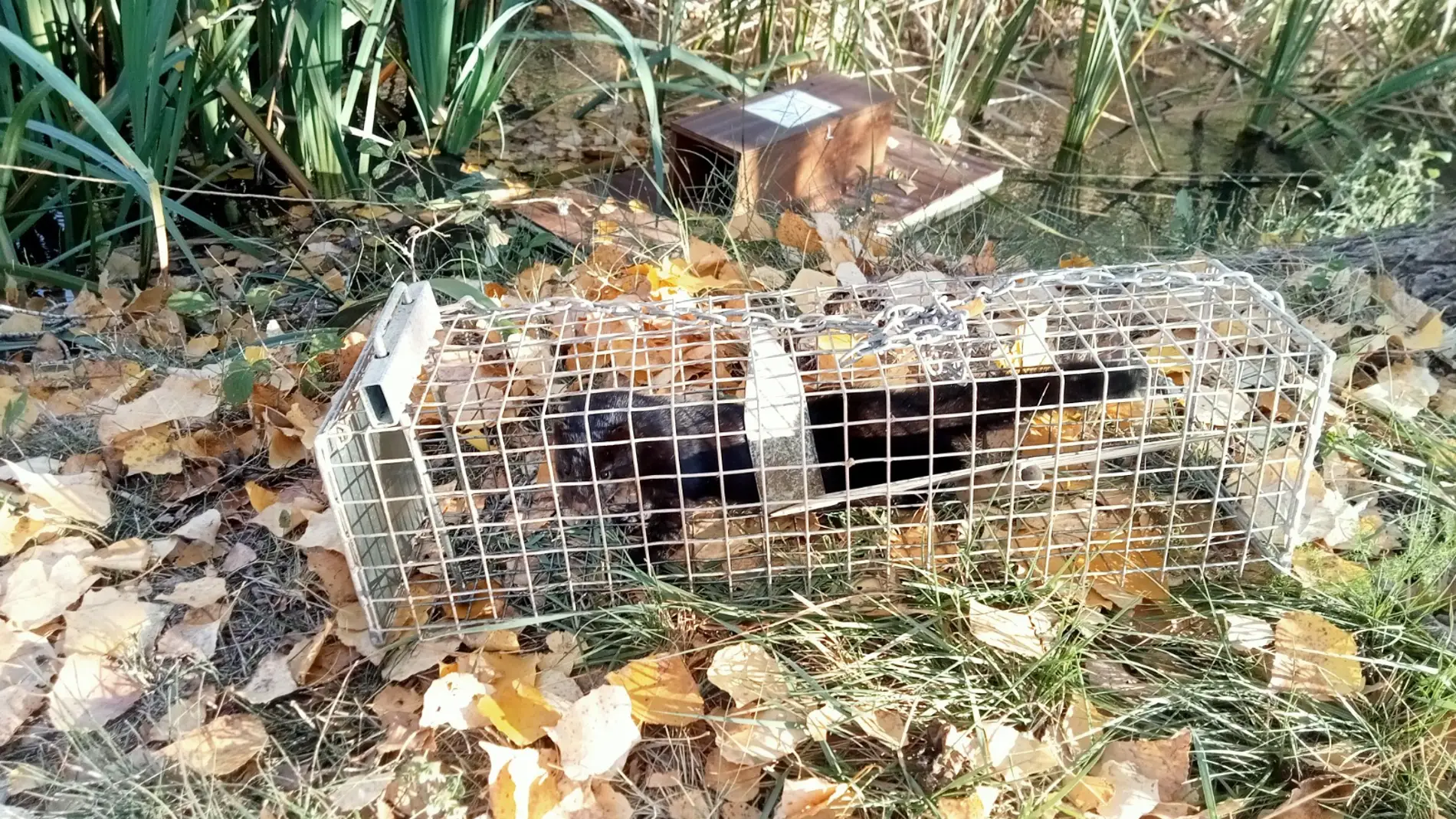 Una de las capturas de visones americanos llevadas a cabo por la Conselleria de Medio Ambiente y Territorio Una de las capturas de visones americanos llevadas a cabo por la Conselleria de Medio Ambiente y Territorio