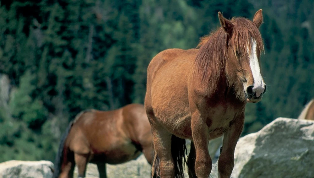 Caballos en un prado cerca de Espot. Caballos en un prado cerca de Espot.