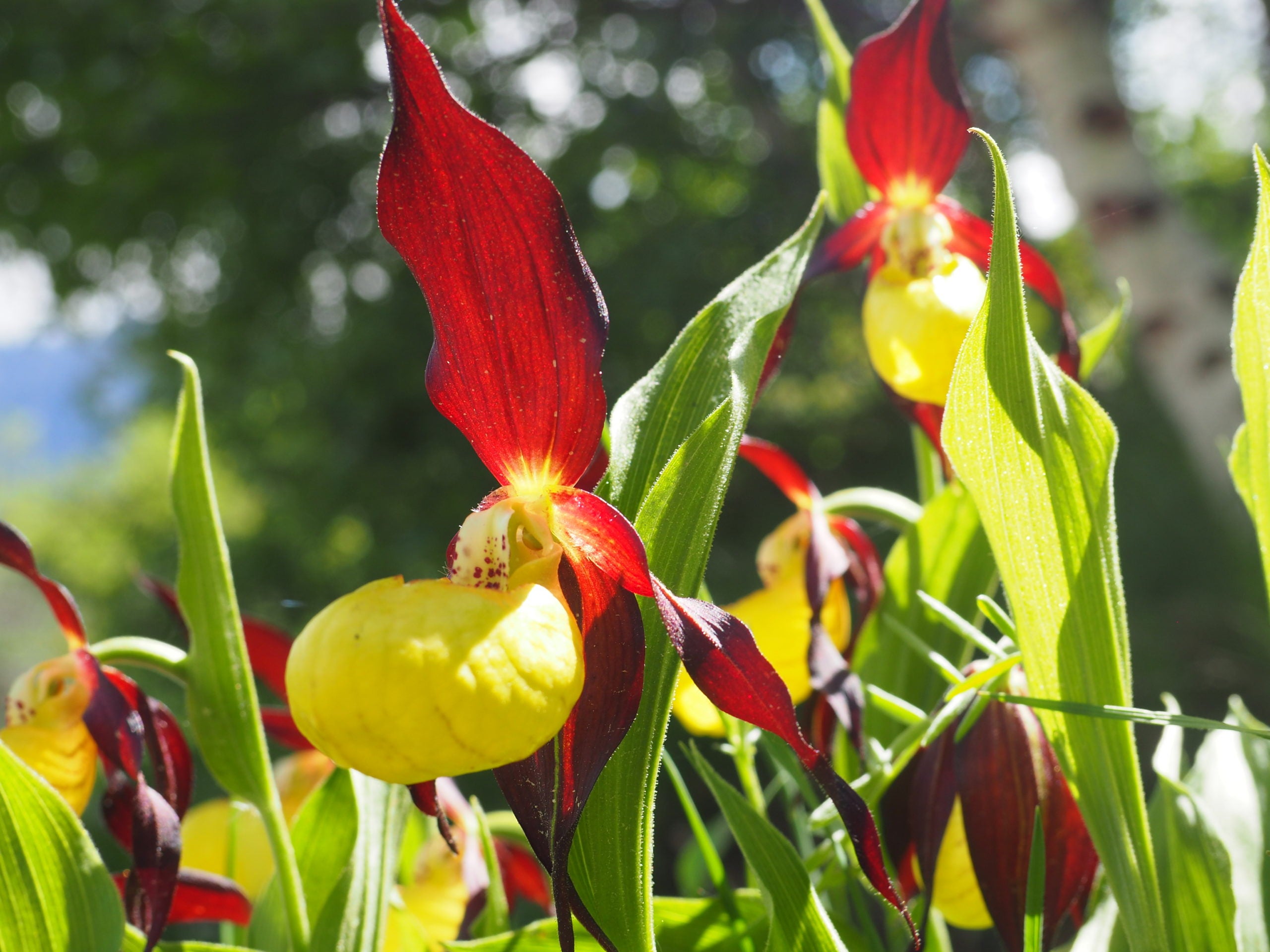El Zapatito de Dama, una orquídea especial en el Pirineo El Zapatito de Dama, una orquídea especial en el Pirineo