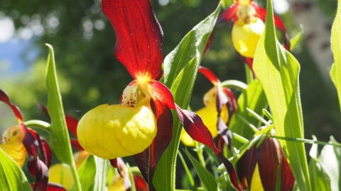 Orquídea Cypripedium calceolus o Zapatito de Dama