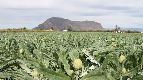 'Productos frescos de nuestra huerta'. El comentario de Rosa Mart&iacute;nez desde el MUDIC