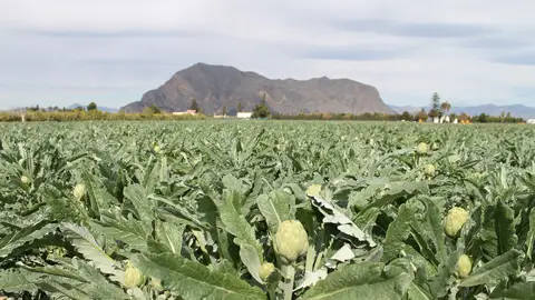 'Productos frescos de nuestra huerta'. El comentario de Rosa Martínez desde el MUDIC 'Productos frescos de nuestra huerta'. El comentario de Rosa Martínez desde el MUDIC