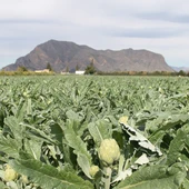 'Productos frescos de nuestra huerta'. El comentario de Rosa Martínez desde el MUDIC 'Productos frescos de nuestra huerta'. El comentario de Rosa Martínez desde el MUDIC