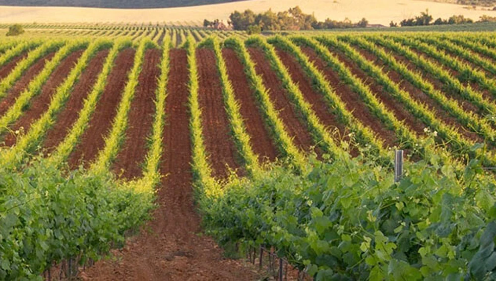 Viñedos del Campo de Calatrava Viñedos del Campo de Calatrava