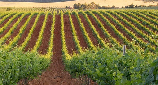 Cooperativas Agro-alimentarias Castilla - La Mancha asiste a su Congreso Nacional en Palma de Mallorca Cooperativas Agro-alimentarias Castilla - La Mancha asiste a su Congreso Nacional en Palma de Mallorca