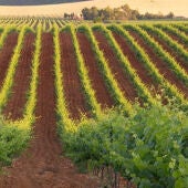 Viñedos del Campo de Calatrava