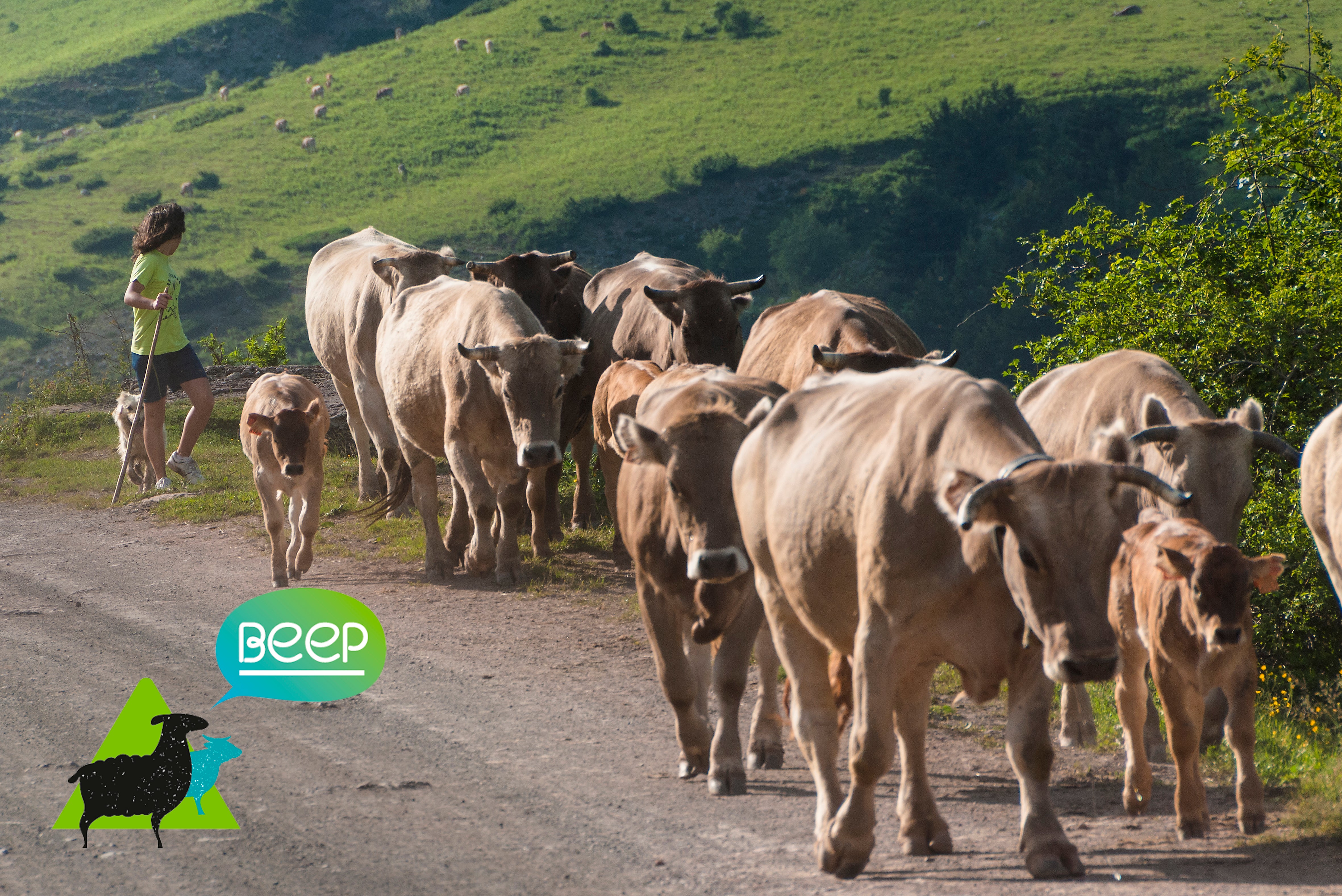 La DPH busca potenciar el pastoralismo y compensar su beneficio medioambiental La DPH busca potenciar el pastoralismo y compensar su beneficio medioambiental