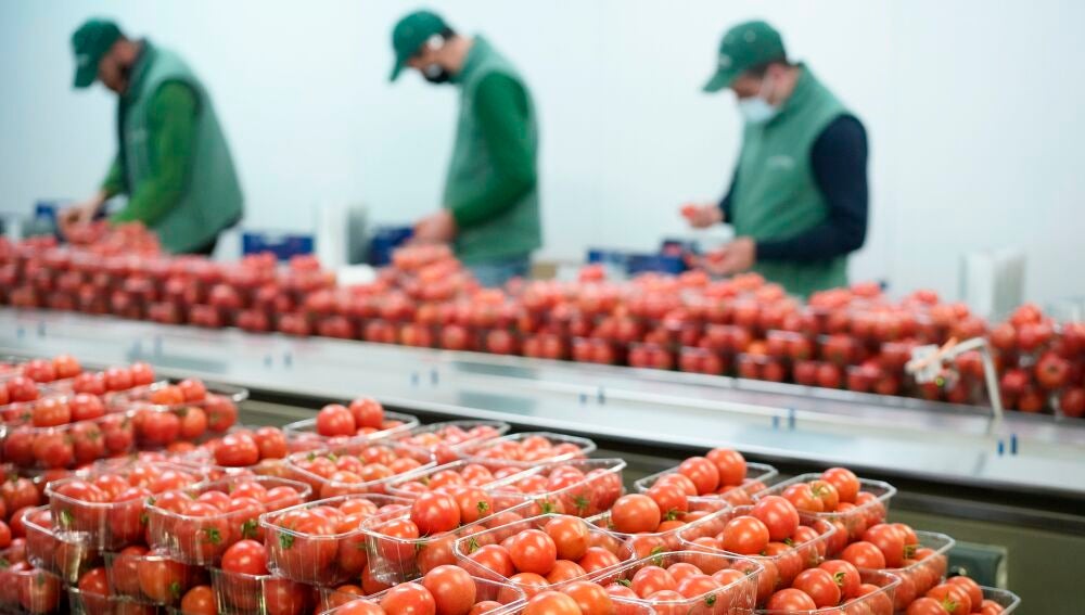 Tomate Ramallet