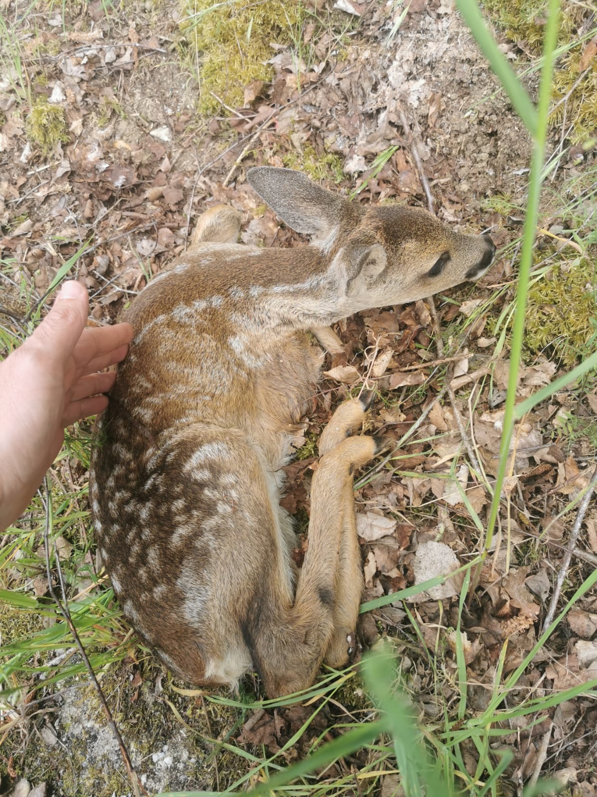 La Guardia Civil auxilia a una cría de corzo herida La Guardia Civil auxilia a una cría de corzo herida