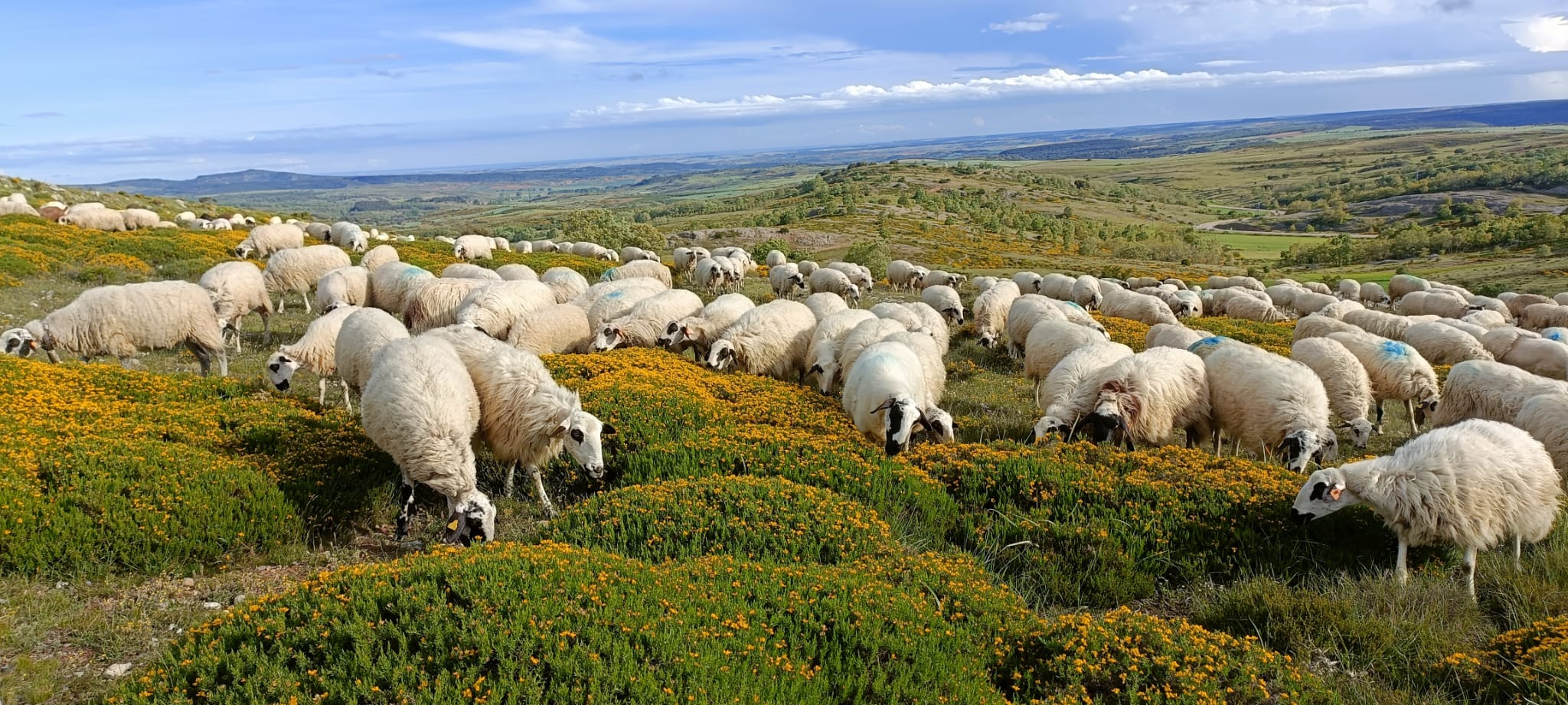 Los ganaderos palentinos muestran su satisfacción por el estado de los pastos Los ganaderos palentinos muestran su satisfacción por el estado de los pastos