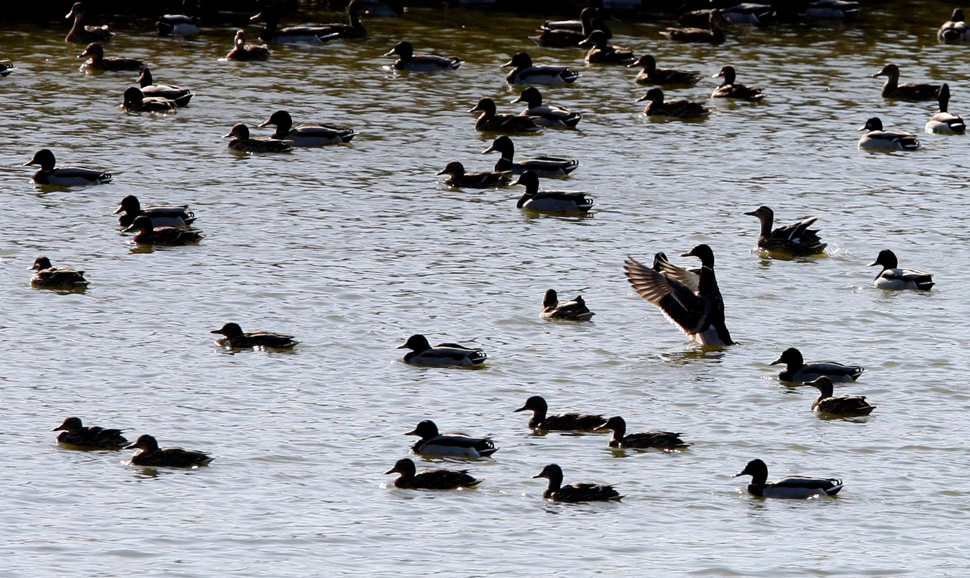 AVA alerta de los daños que causan patos, jabalíes y flamencos en arrozales de la Albufera AVA alerta de los daños que causan patos, jabalíes y flamencos en arrozales de la Albufera