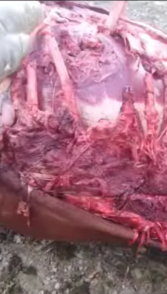 Estado en el que quedo la yegua tras el ataque del oso en Illano. Estado en el que quedo la yegua tras el ataque del oso en Illano.