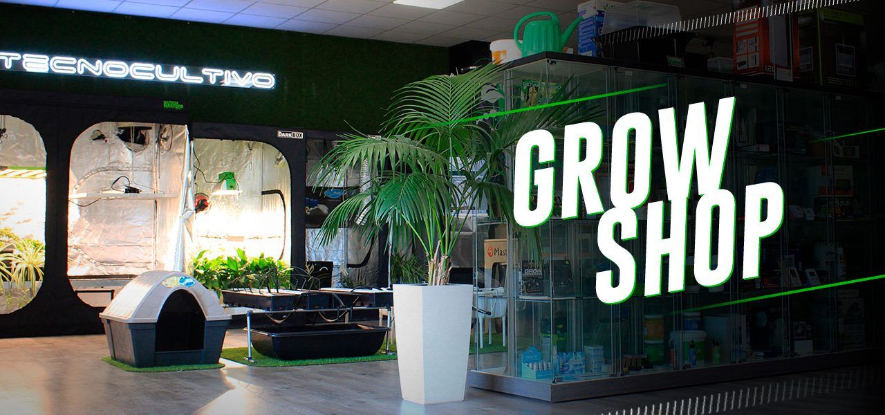 Intervenidos más de 300 paquetes con hachís y cogollos de marihuana en un “grow shop” de Villareal Intervenidos más de 300 paquetes con hachís y cogollos de marihuana en un “grow shop” de Villareal